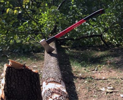 Cut a tree in Punjab and you get a fine of Rs 25000 from Lahore High Court