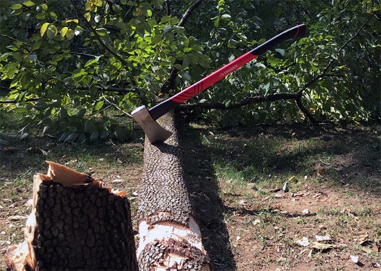 Cut a tree in Punjab and you get a fine of Rs 25000 from Lahore High Court